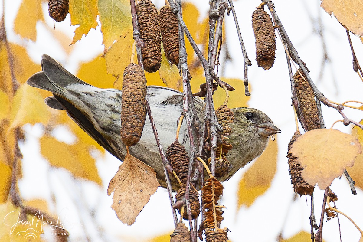 Eurasian Siskin - ML646397904