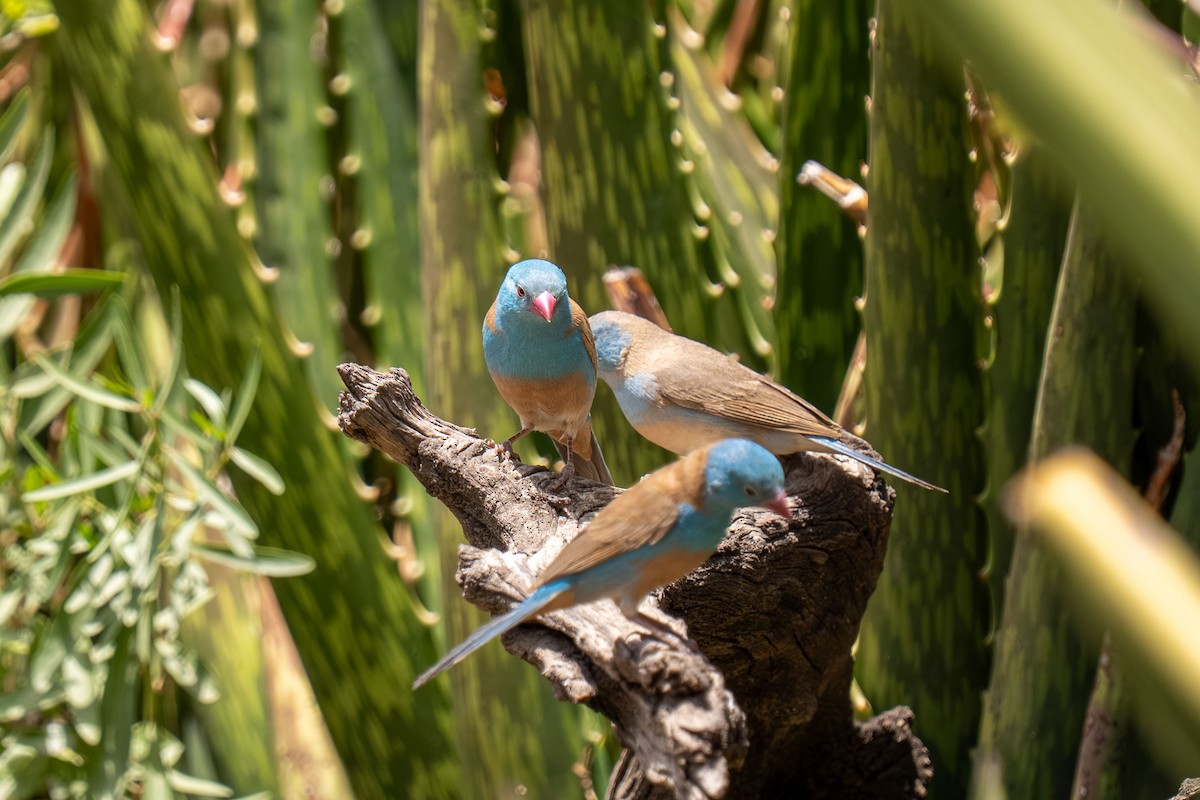 Blue-capped Cordonbleu - ML646397905