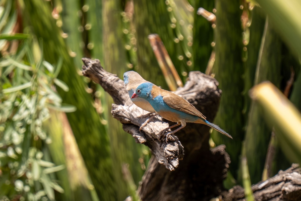 Blue-capped Cordonbleu - ML646397906
