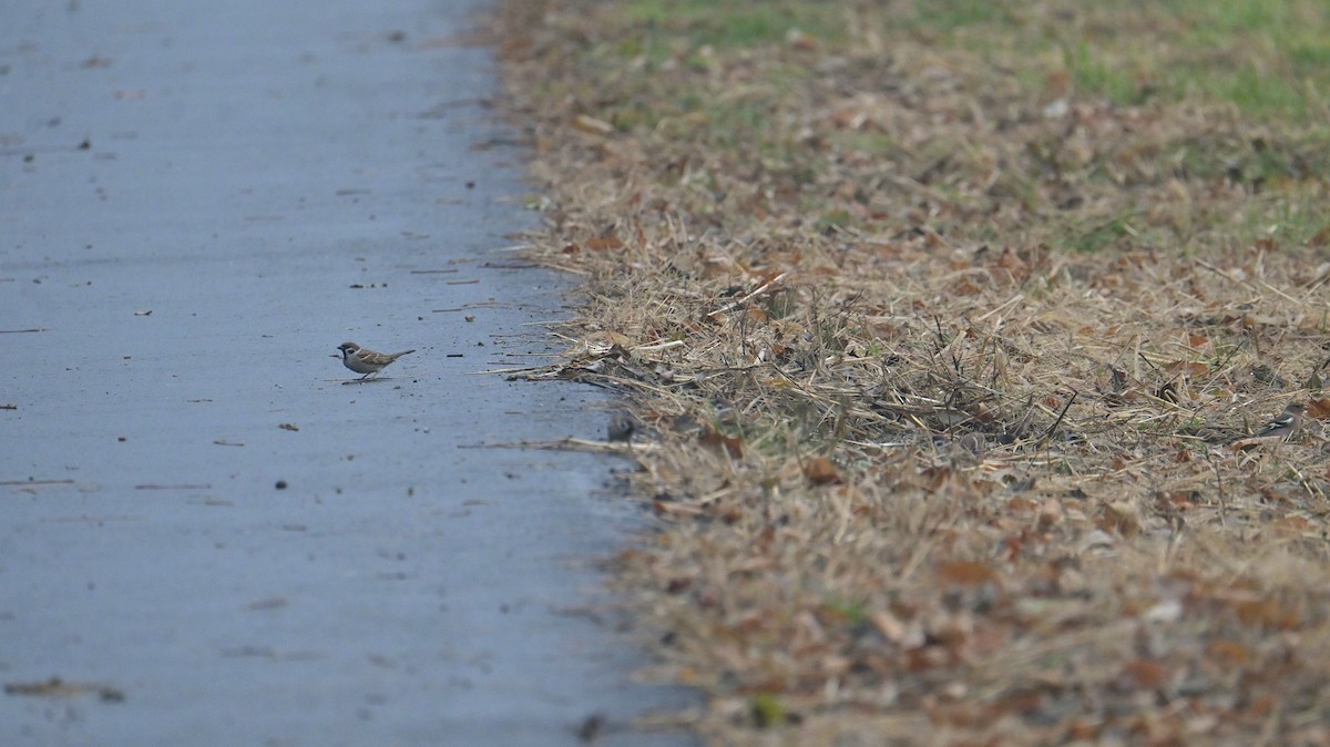 Eurasian Tree Sparrow - ML646397908