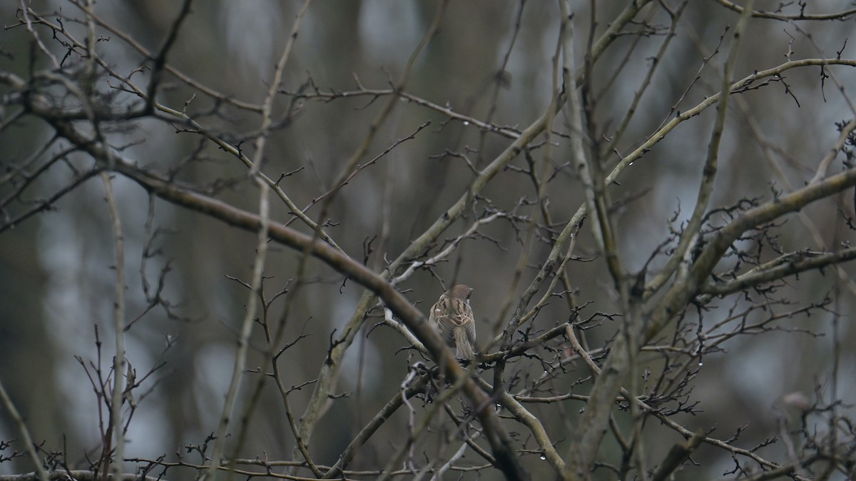 Eurasian Tree Sparrow - ML646397909