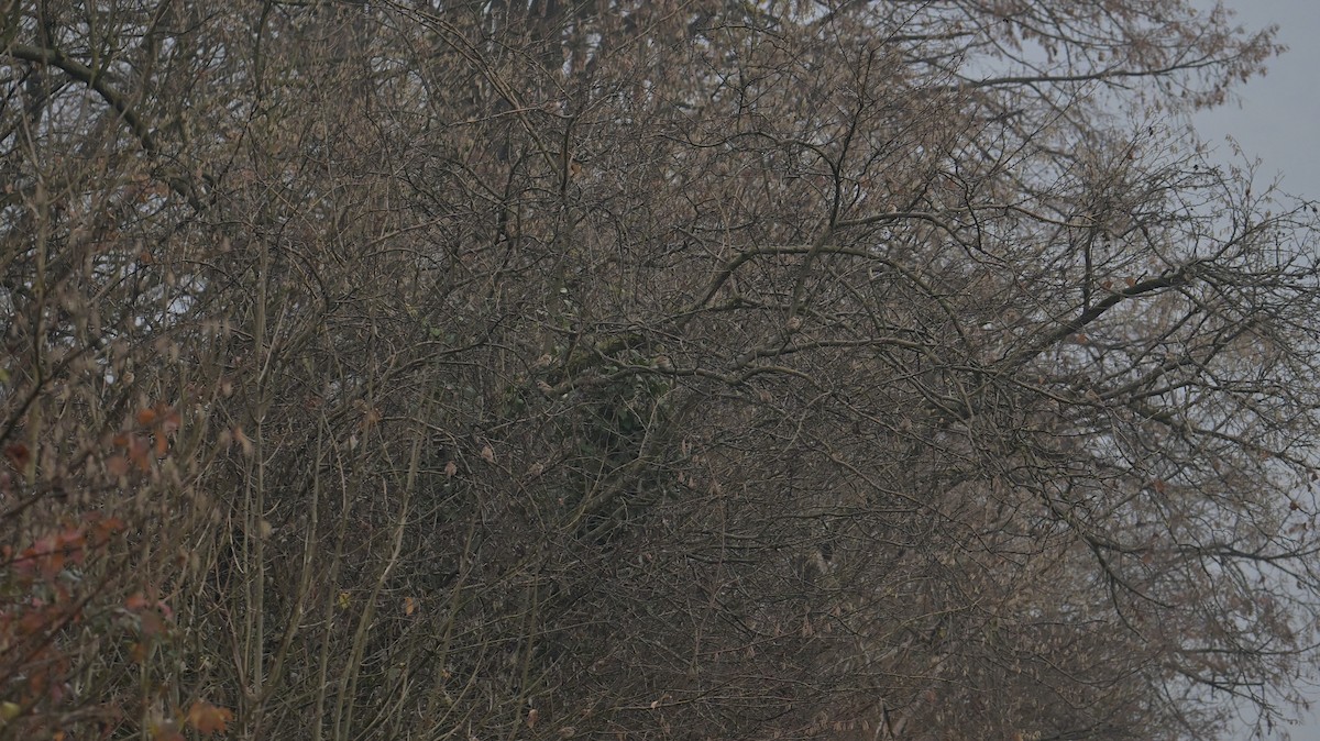 Eurasian Tree Sparrow - ML646397910