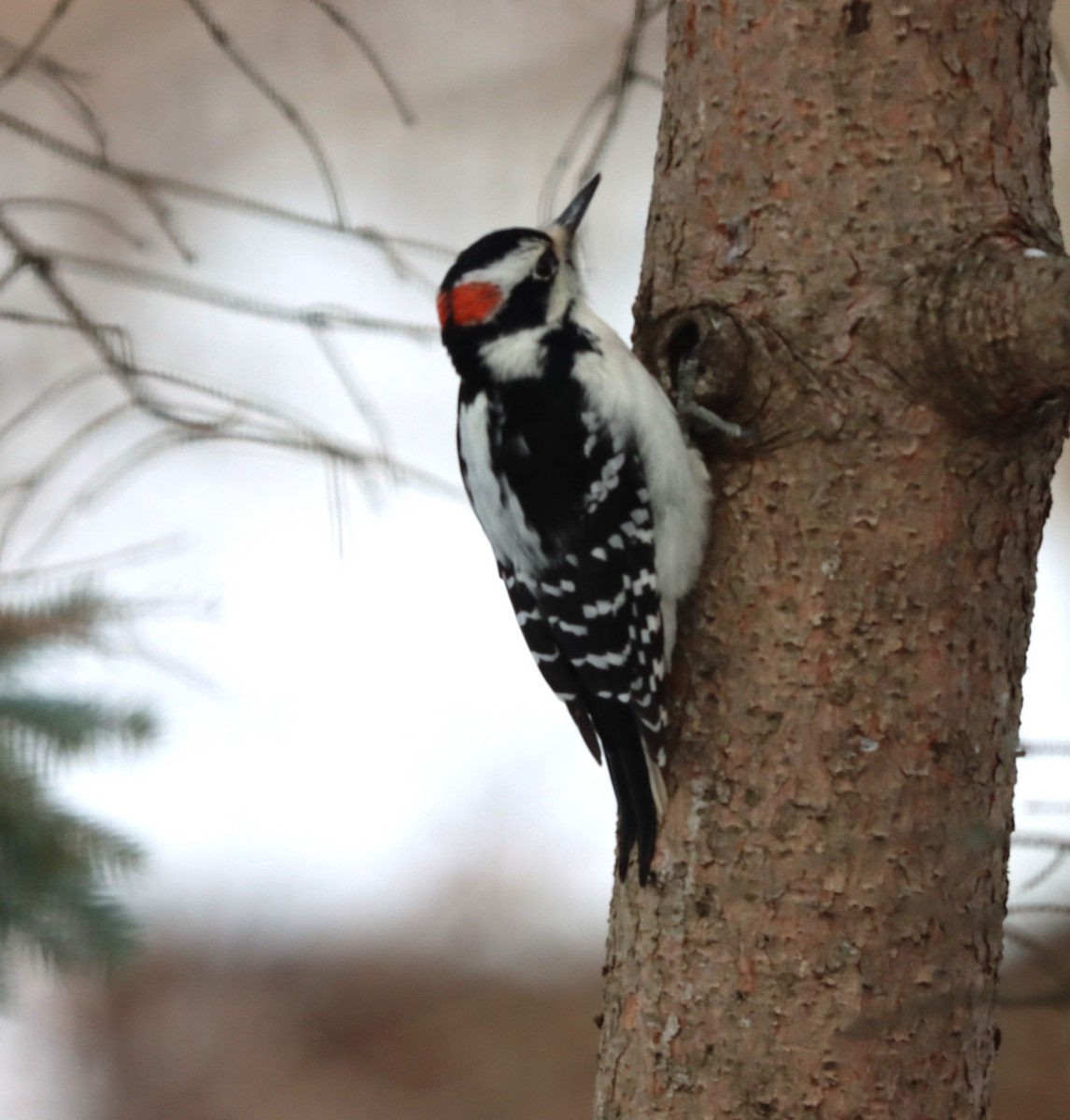 Hairy Woodpecker - ML646397911
