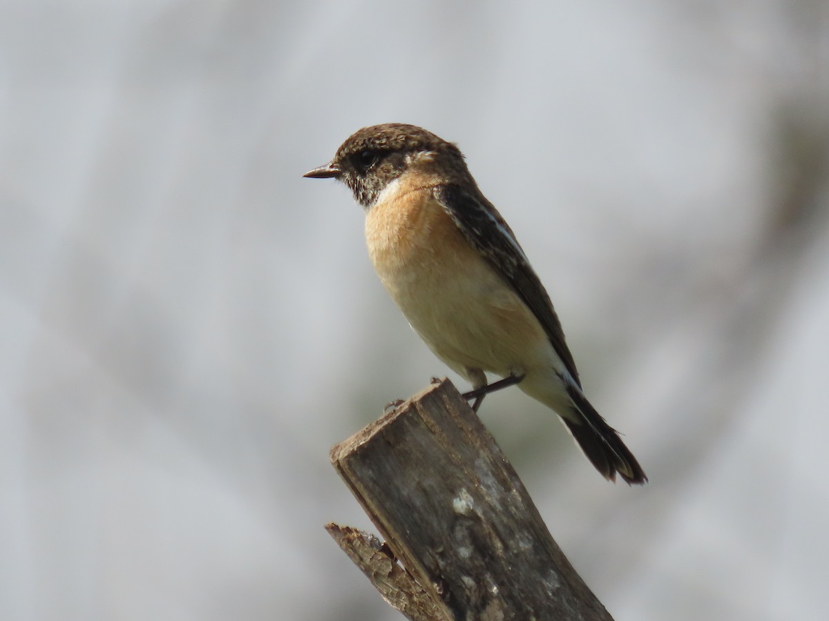 Siberian Stonechat - ML646397912