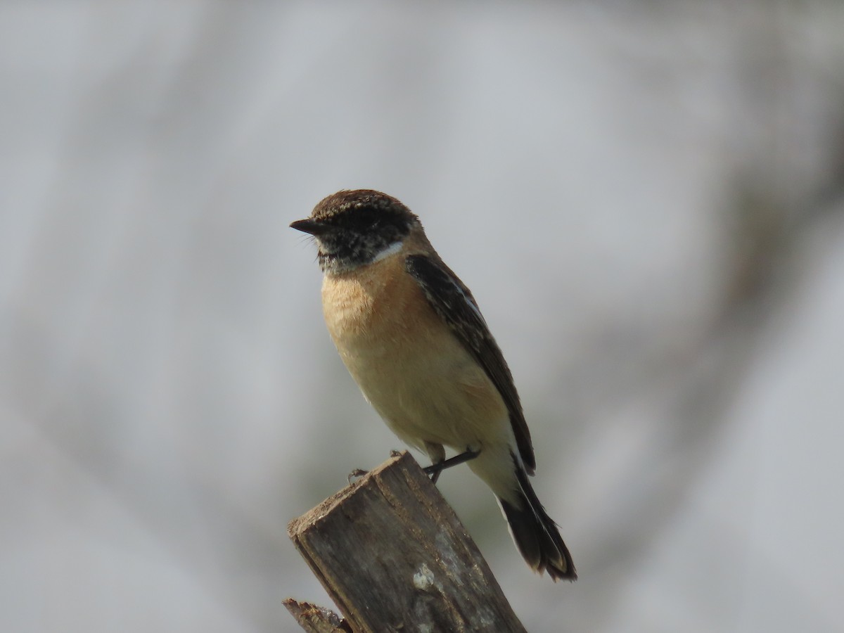 Siberian Stonechat - ML646397913