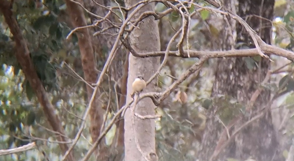 Burmese Shrike - ML646397915