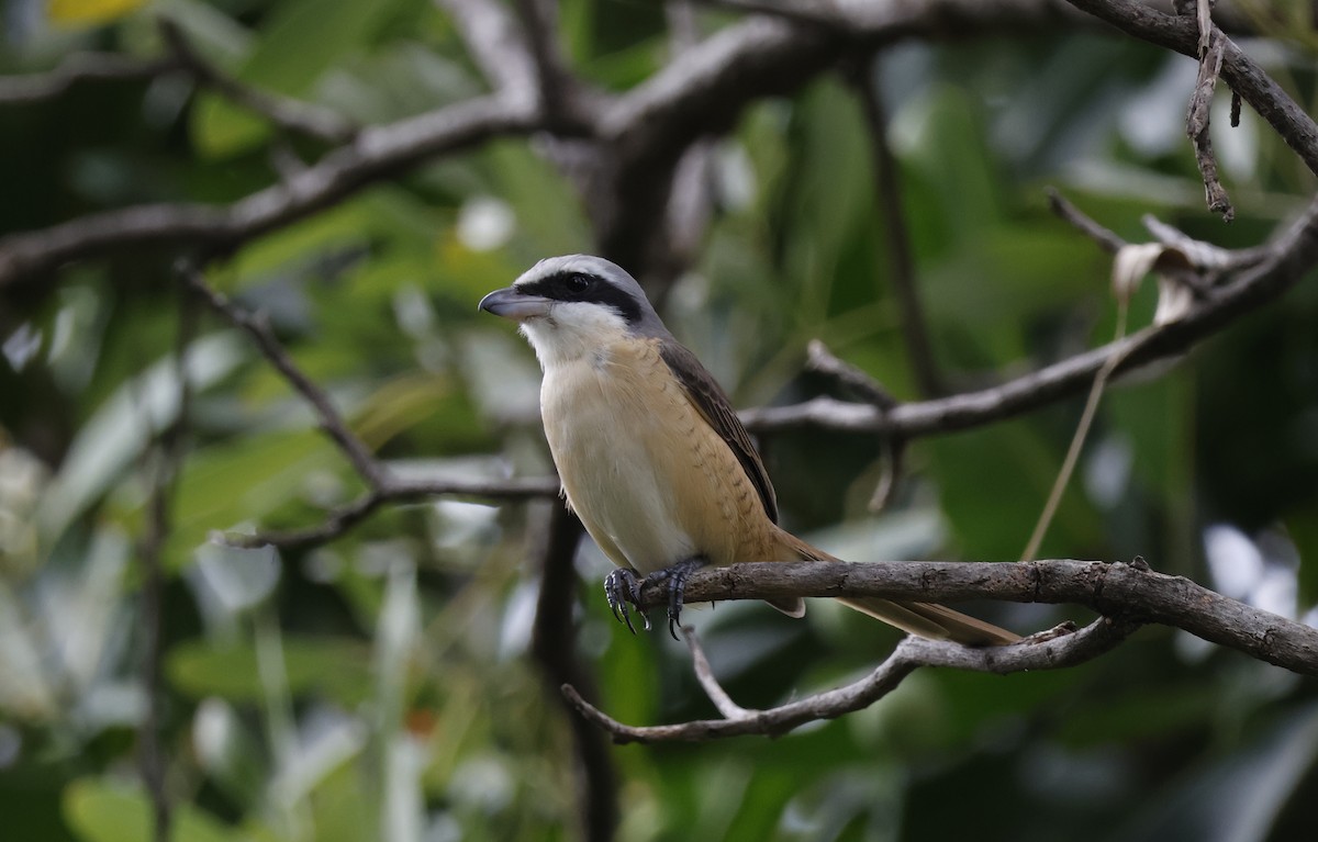 Brown Shrike (Philippine) - ML646397916