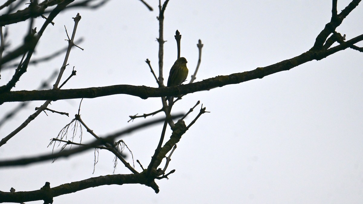 European Serin - ML646397917