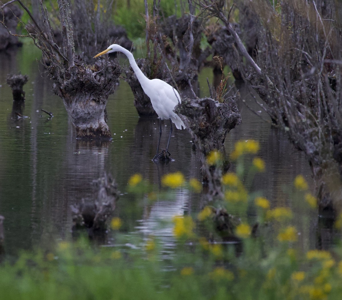 ダイサギ - ML646397919