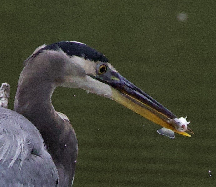 オオアオサギ - ML646397920