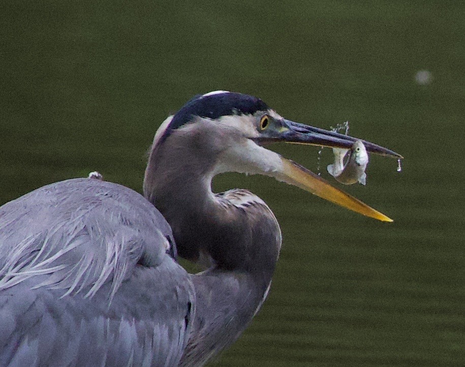 オオアオサギ - ML646397921