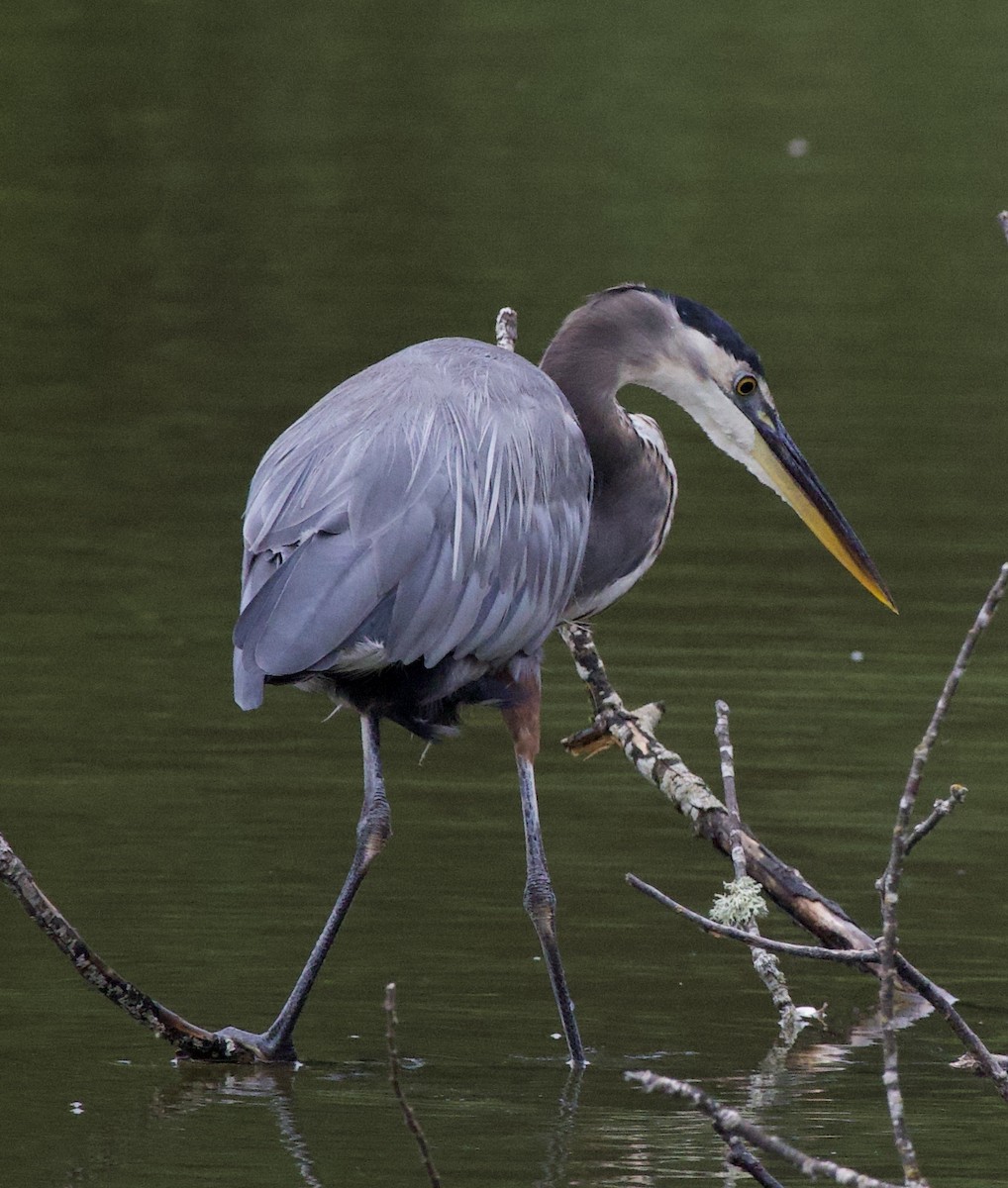 オオアオサギ - ML646397922