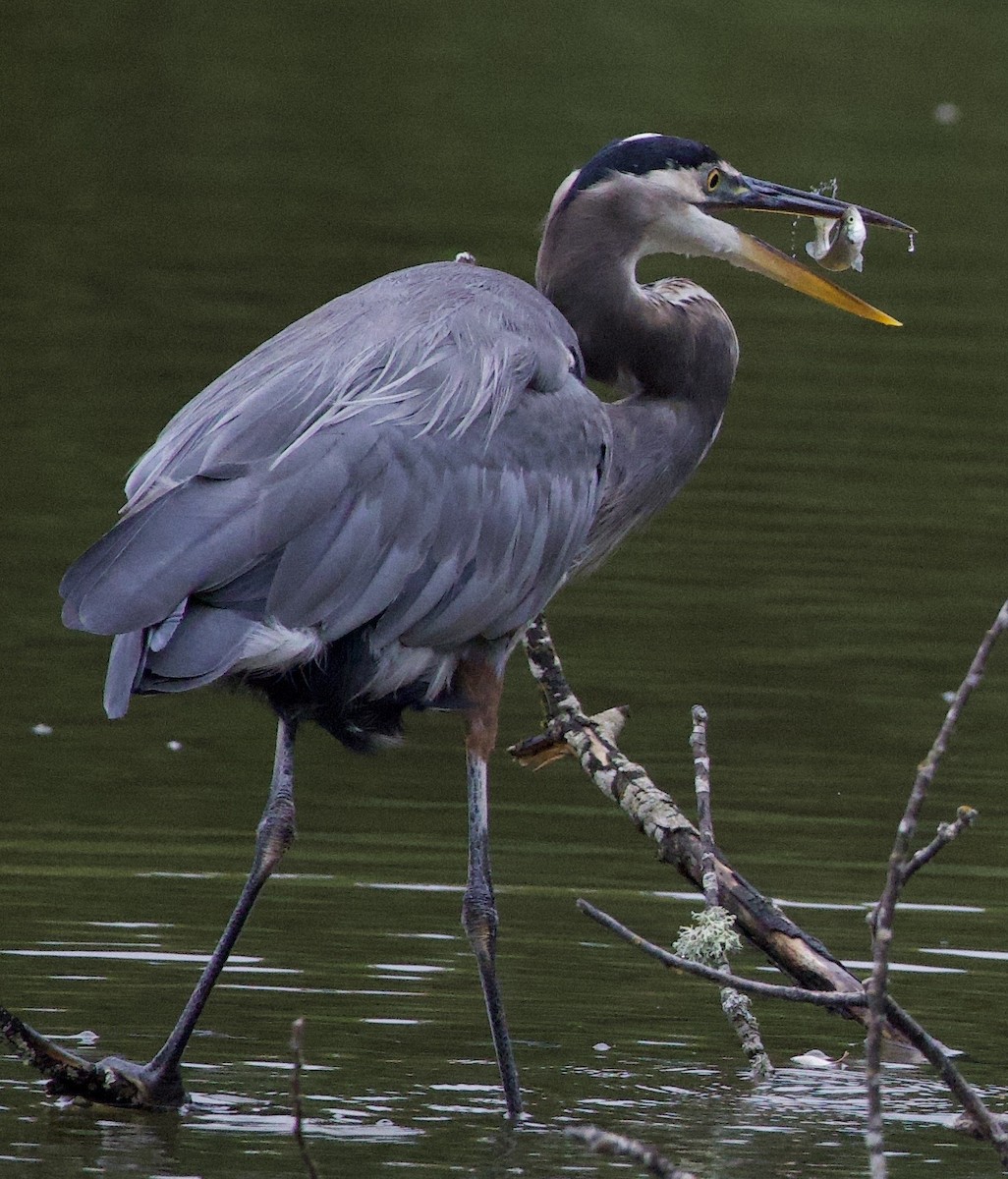 オオアオサギ - ML646397923