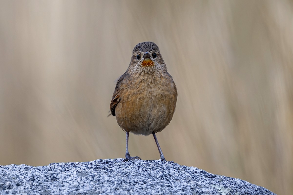 Streak-backed Canastero (Streak-backed) - ML646397925