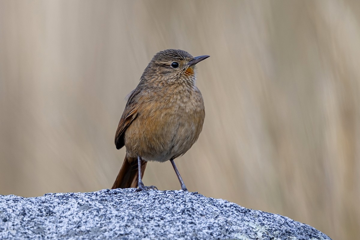 Streak-backed Canastero (Streak-backed) - ML646397926