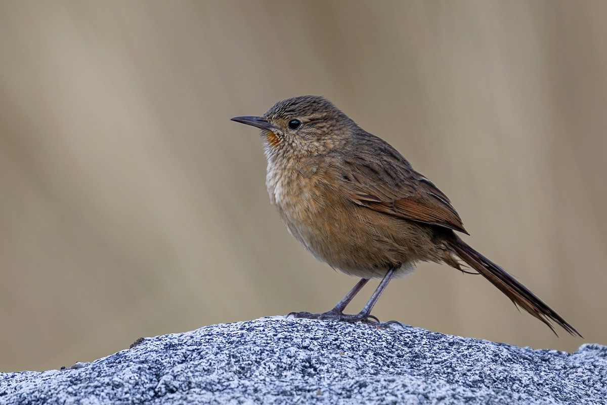 Streak-backed Canastero (Streak-backed) - ML646397927