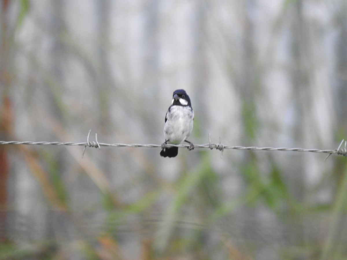 Lined Seedeater - ML646397929