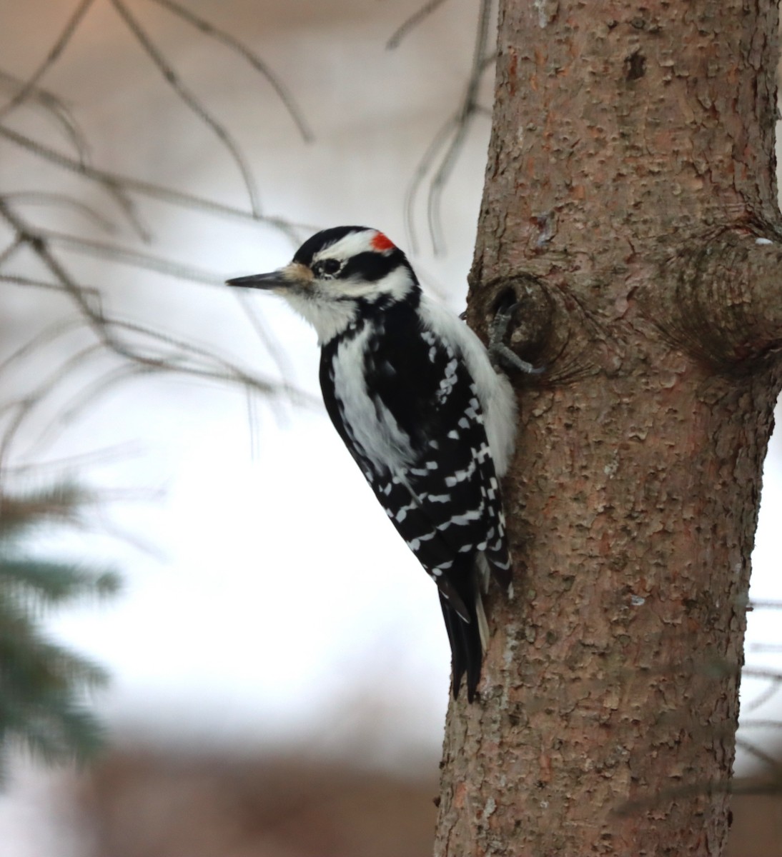 Hairy Woodpecker - ML646397930