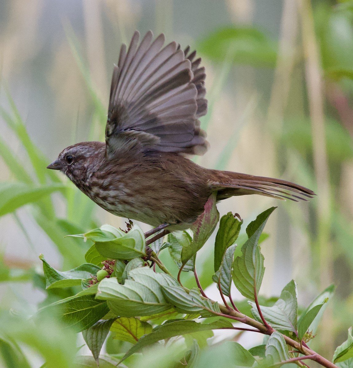 ウタスズメ - ML646397935