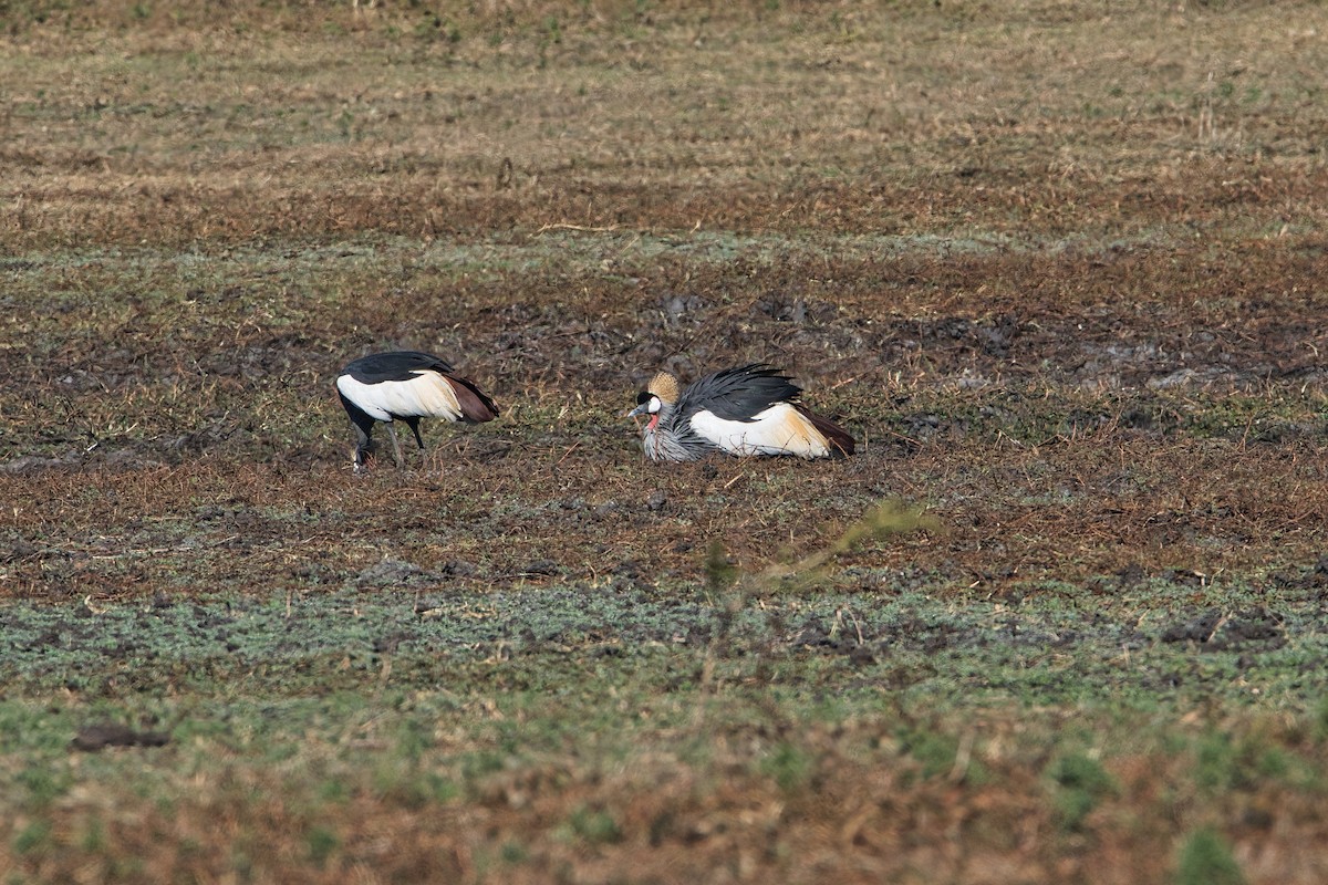 Gray Crowned-Crane - ML646397937