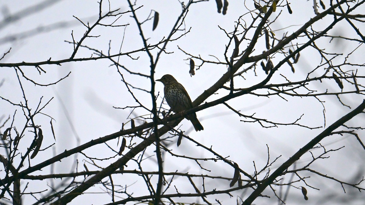 Song Thrush - ML646397938