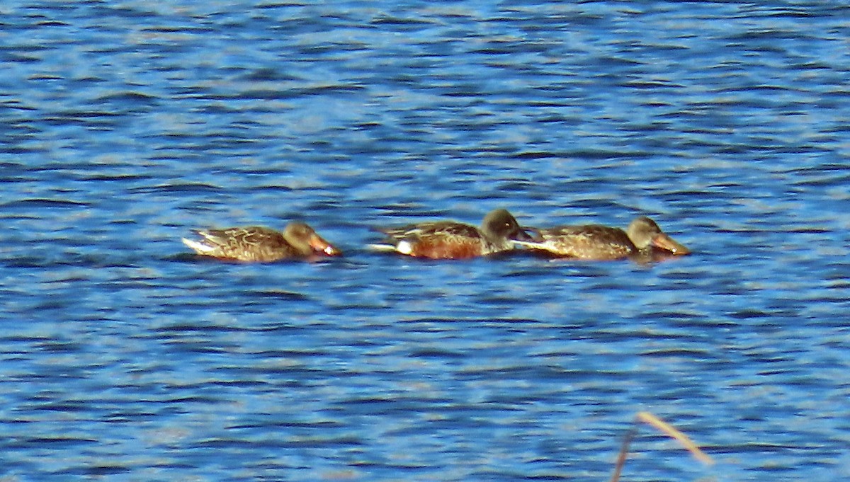 Northern Shoveler - ML646397939