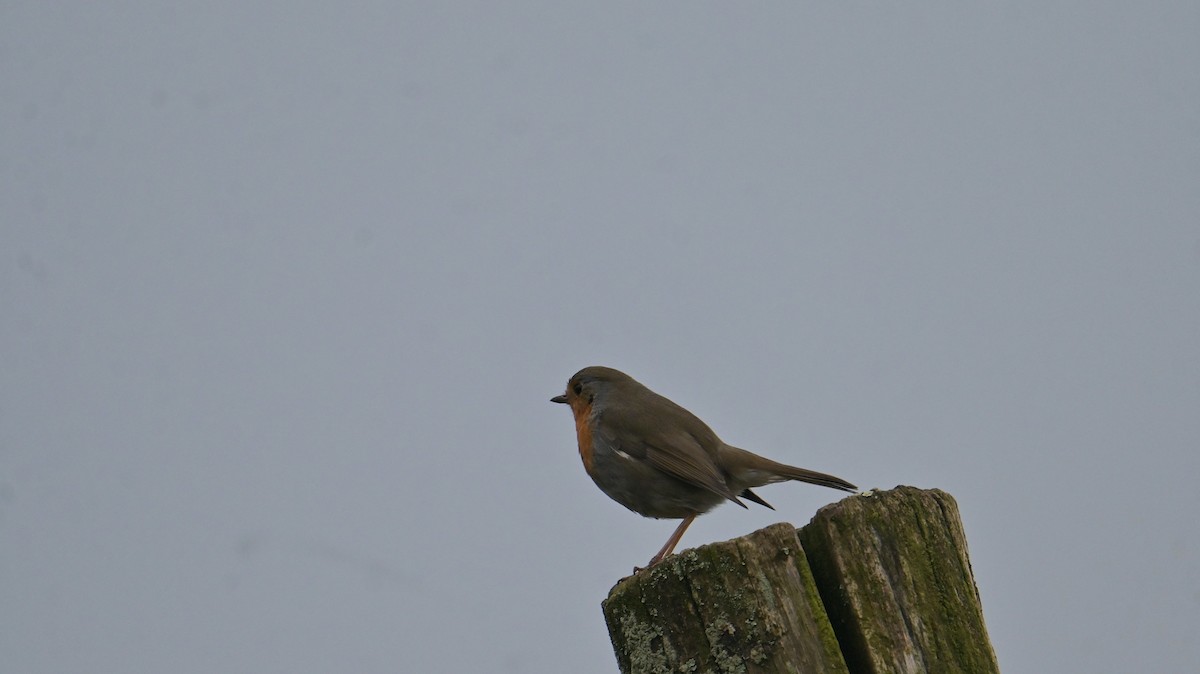 European Robin - ML646397947