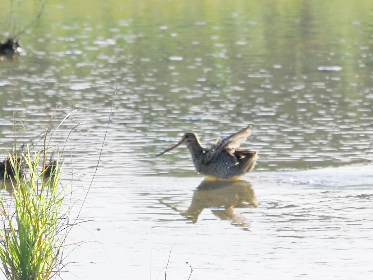ub. bekkasin (Gallinago sp.) - ML646397948