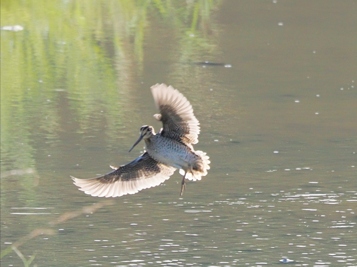 ub. bekkasin (Gallinago sp.) - ML646397949