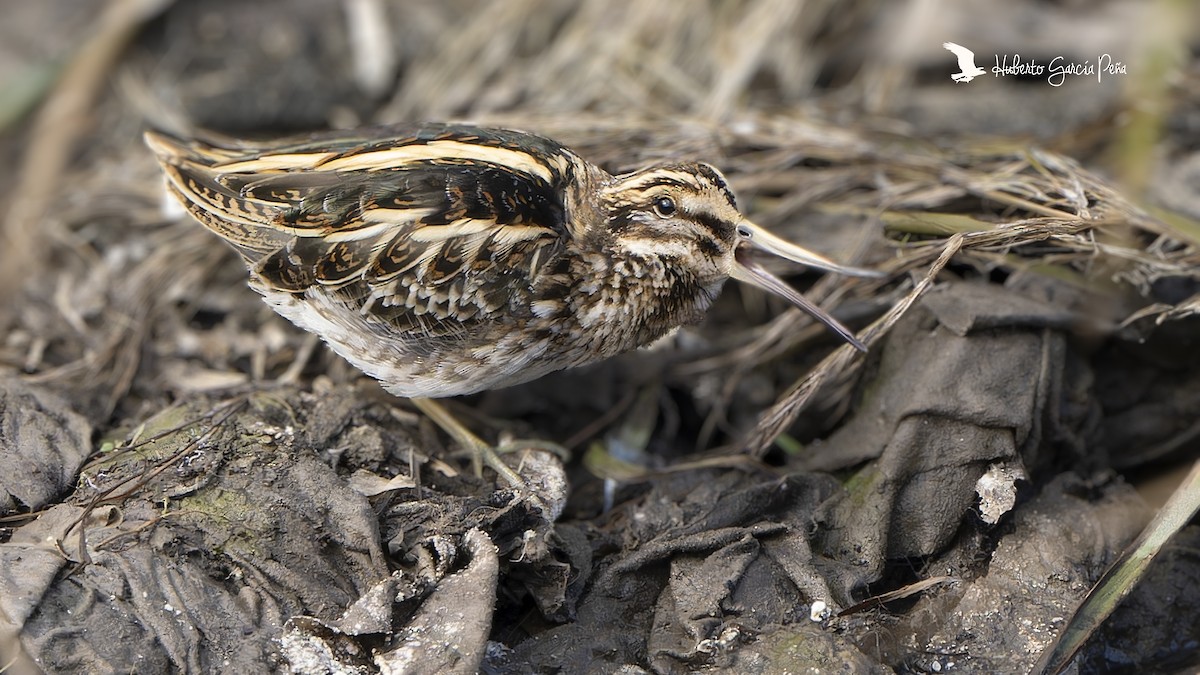 Jack Snipe - ML646397951