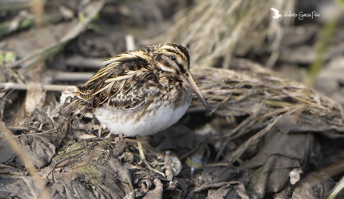 Jack Snipe - ML646397952