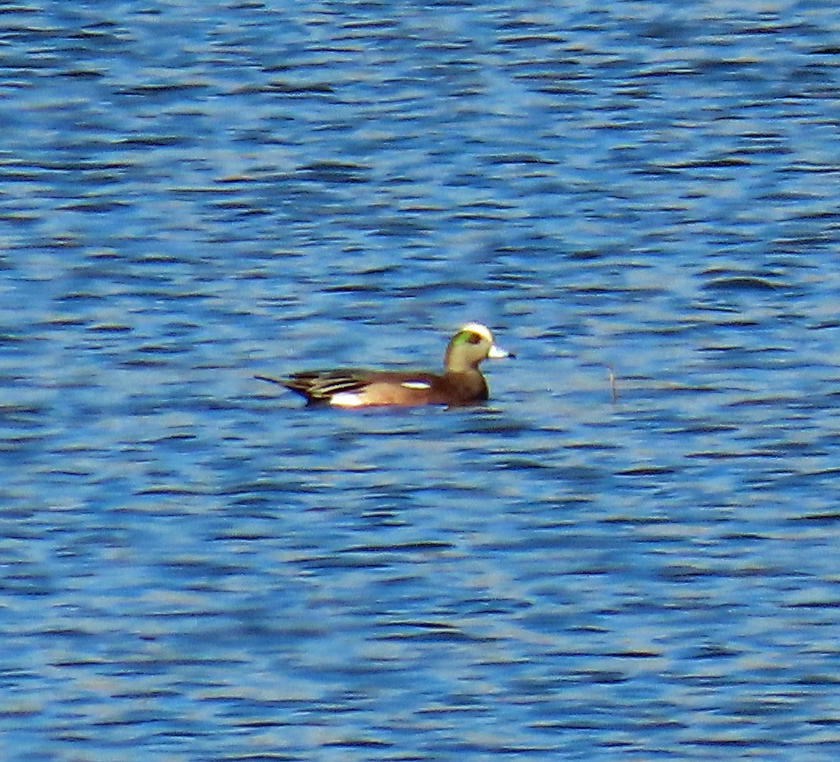 American Wigeon - ML646397953