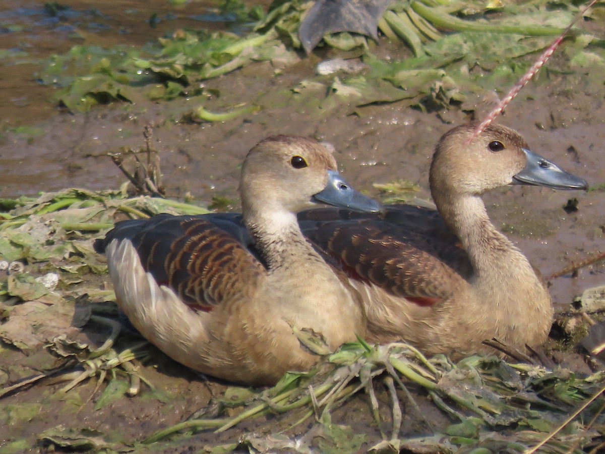 Lesser Whistling-Duck - ML646397954
