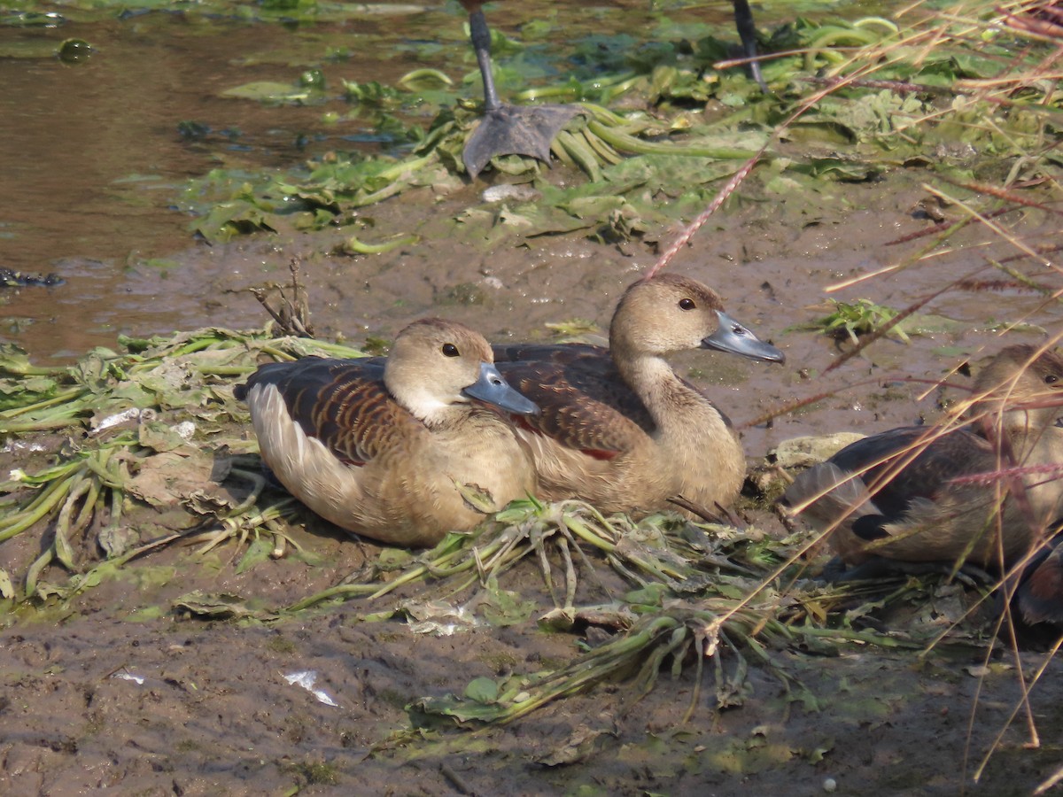 Lesser Whistling-Duck - ML646397955
