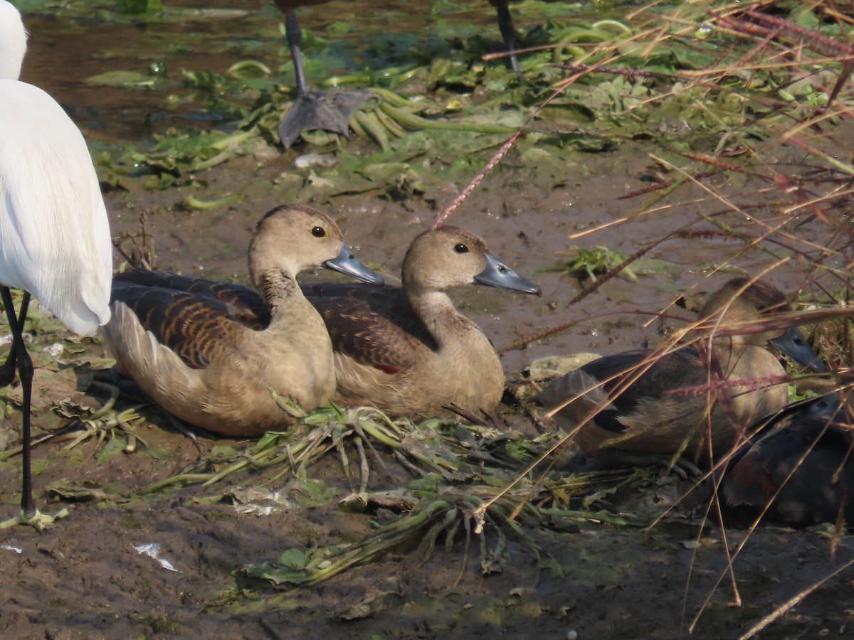Lesser Whistling-Duck - ML646397956
