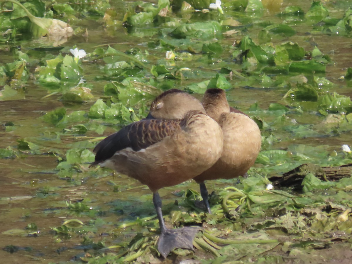 Lesser Whistling-Duck - ML646397957