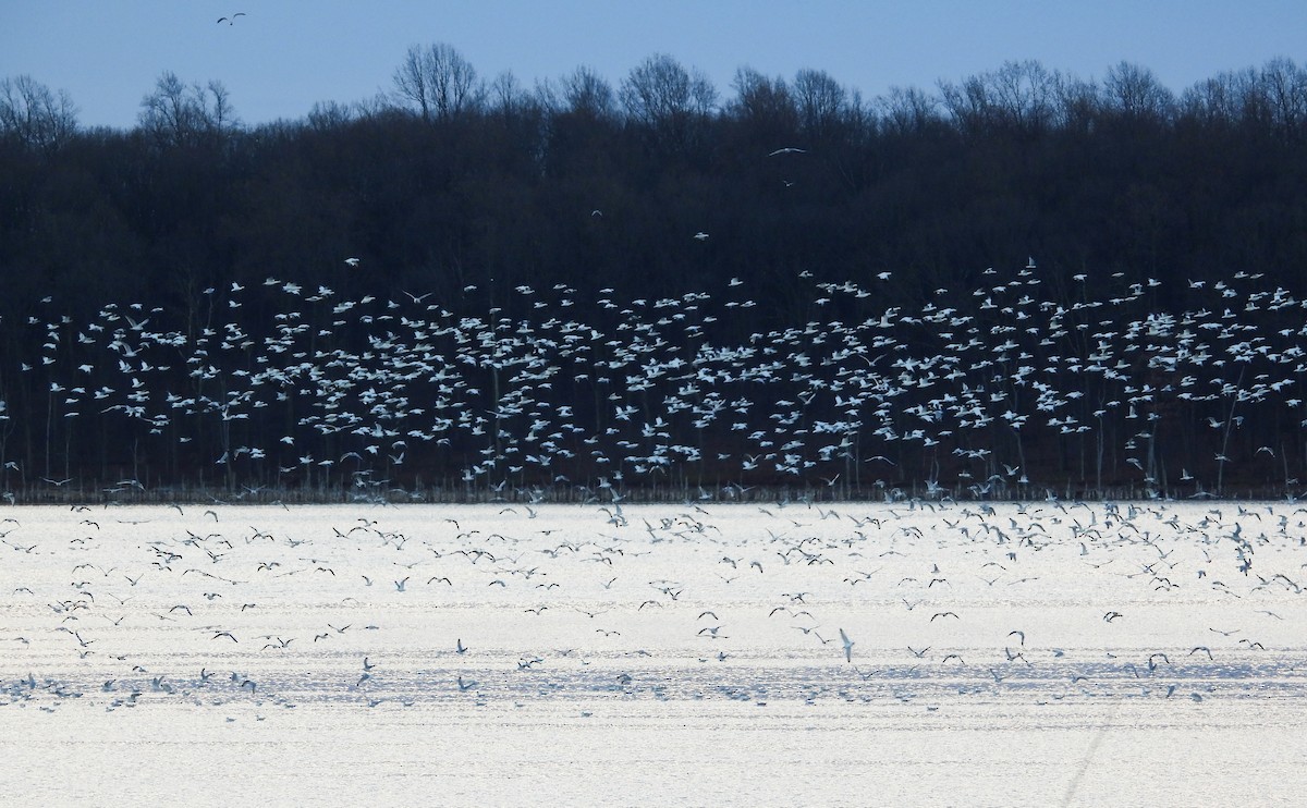 Snow Goose - ML646397958