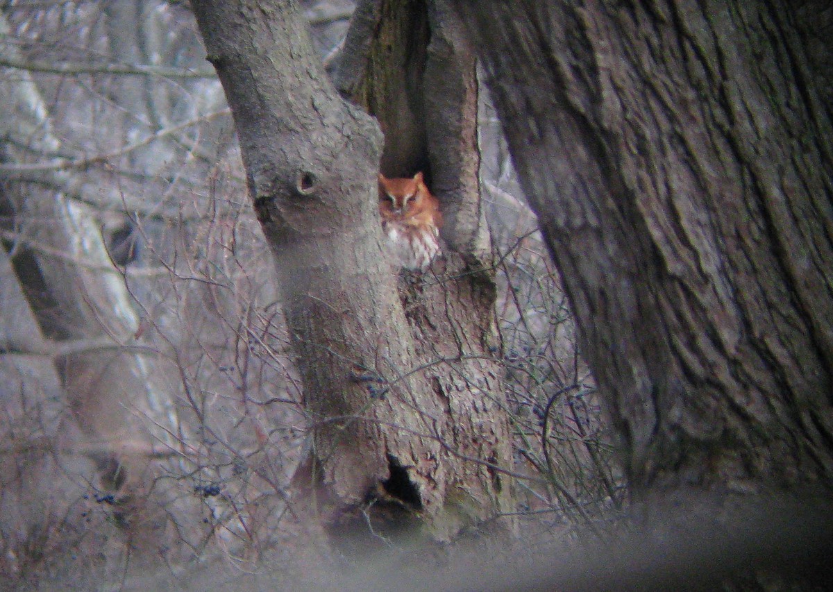 výreček americký - ML646397959