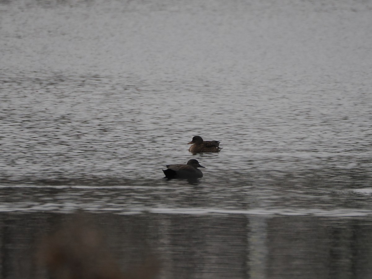 赤膀鴨 - ML646397960