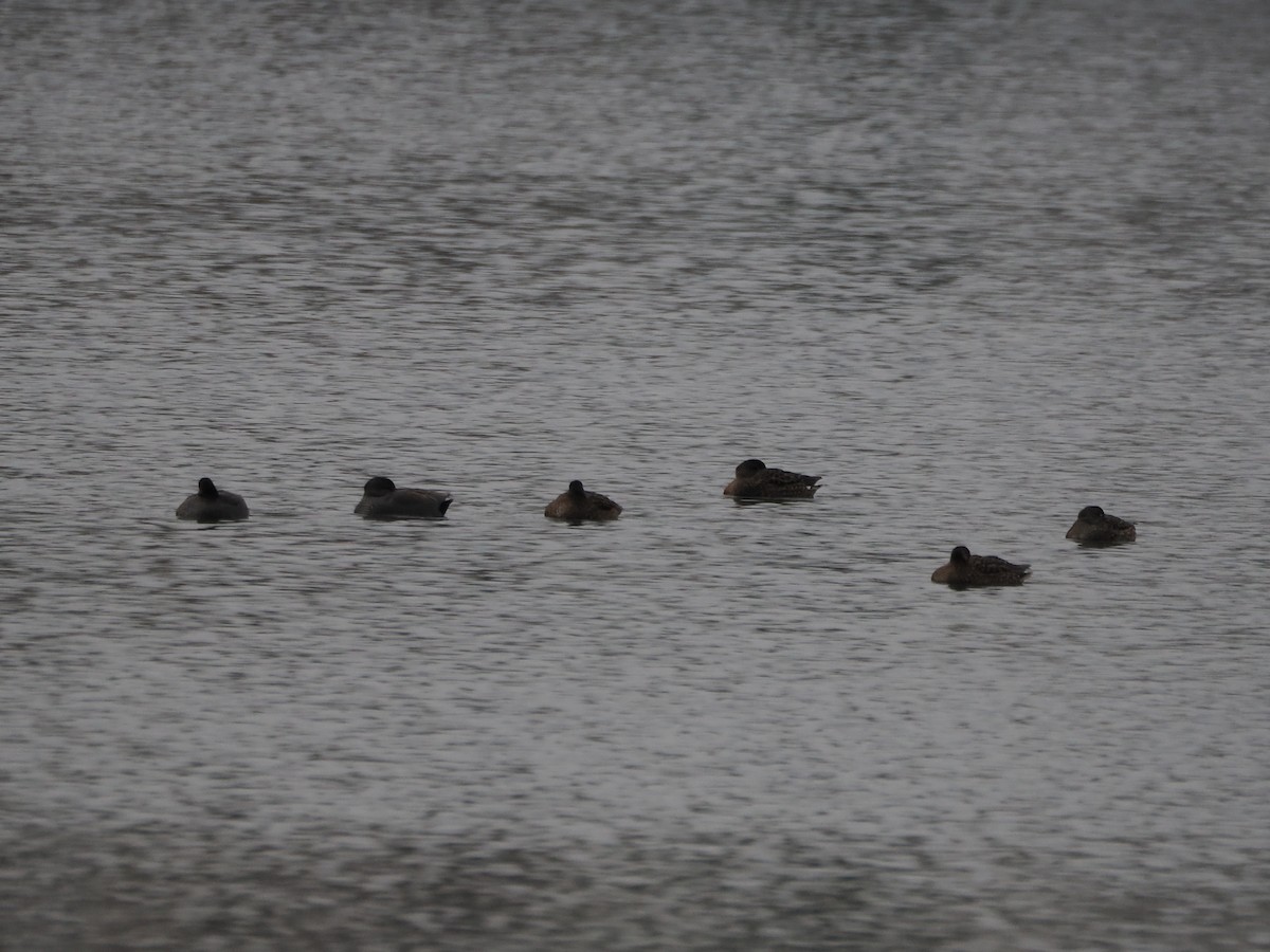 赤膀鴨 - ML646397961