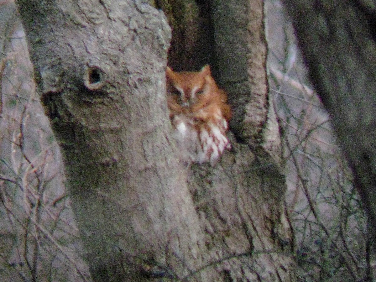 výreček americký - ML646397962