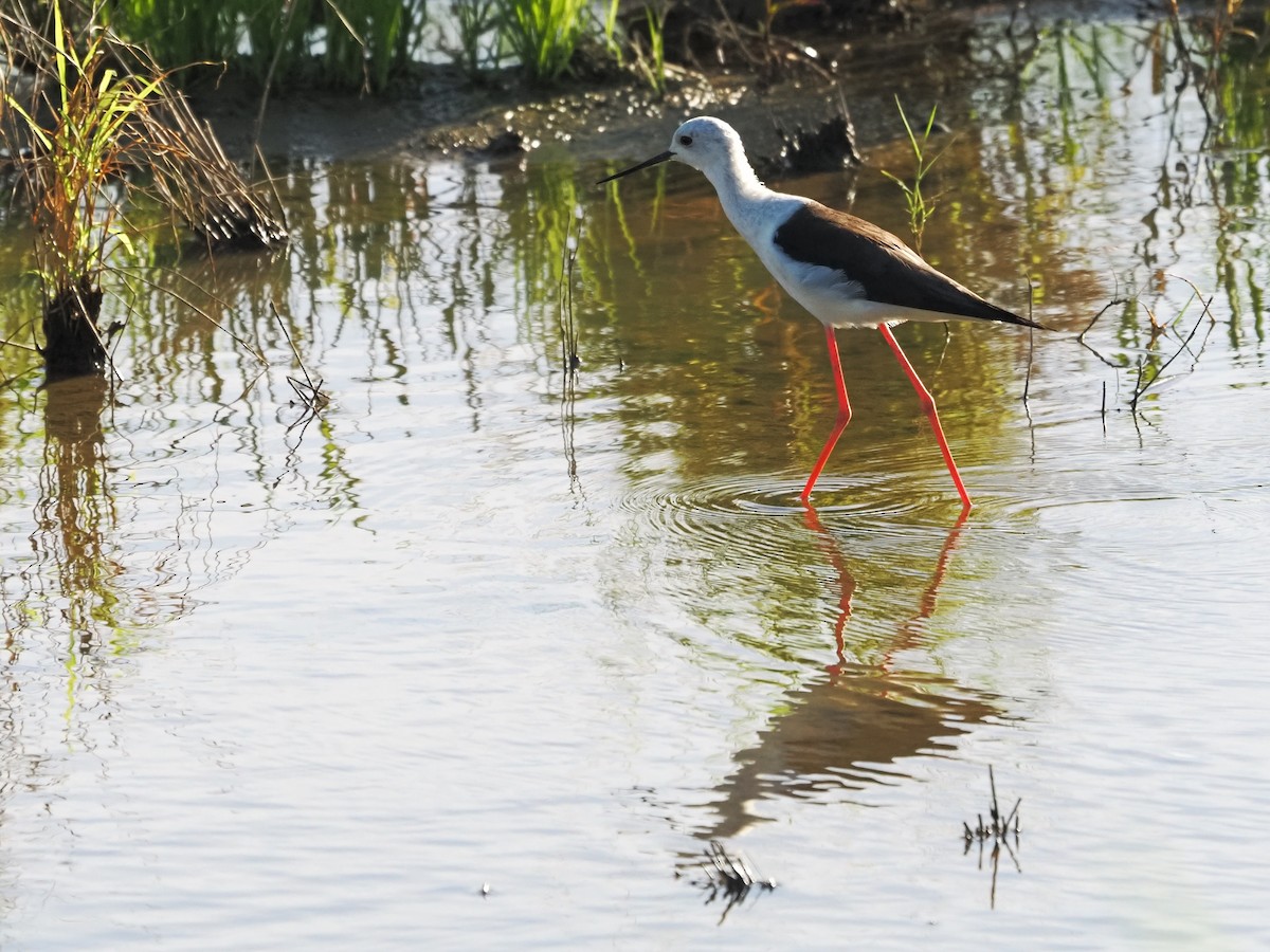 stylteløper - ML646397963