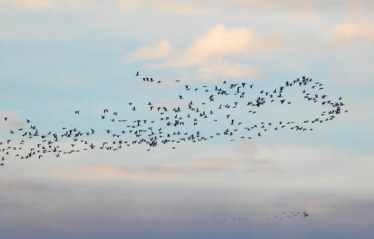 Snow Goose - ML646397965