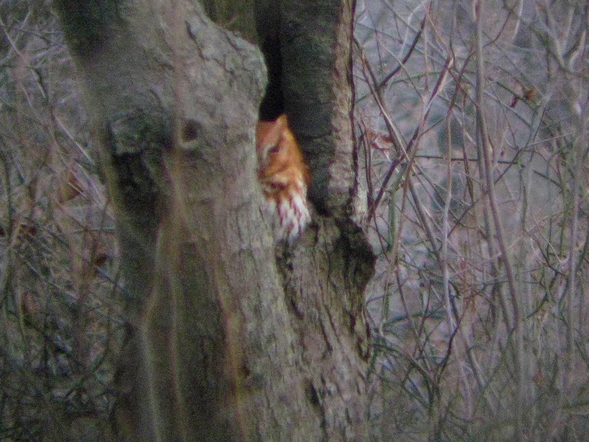 výreček americký - ML646397966