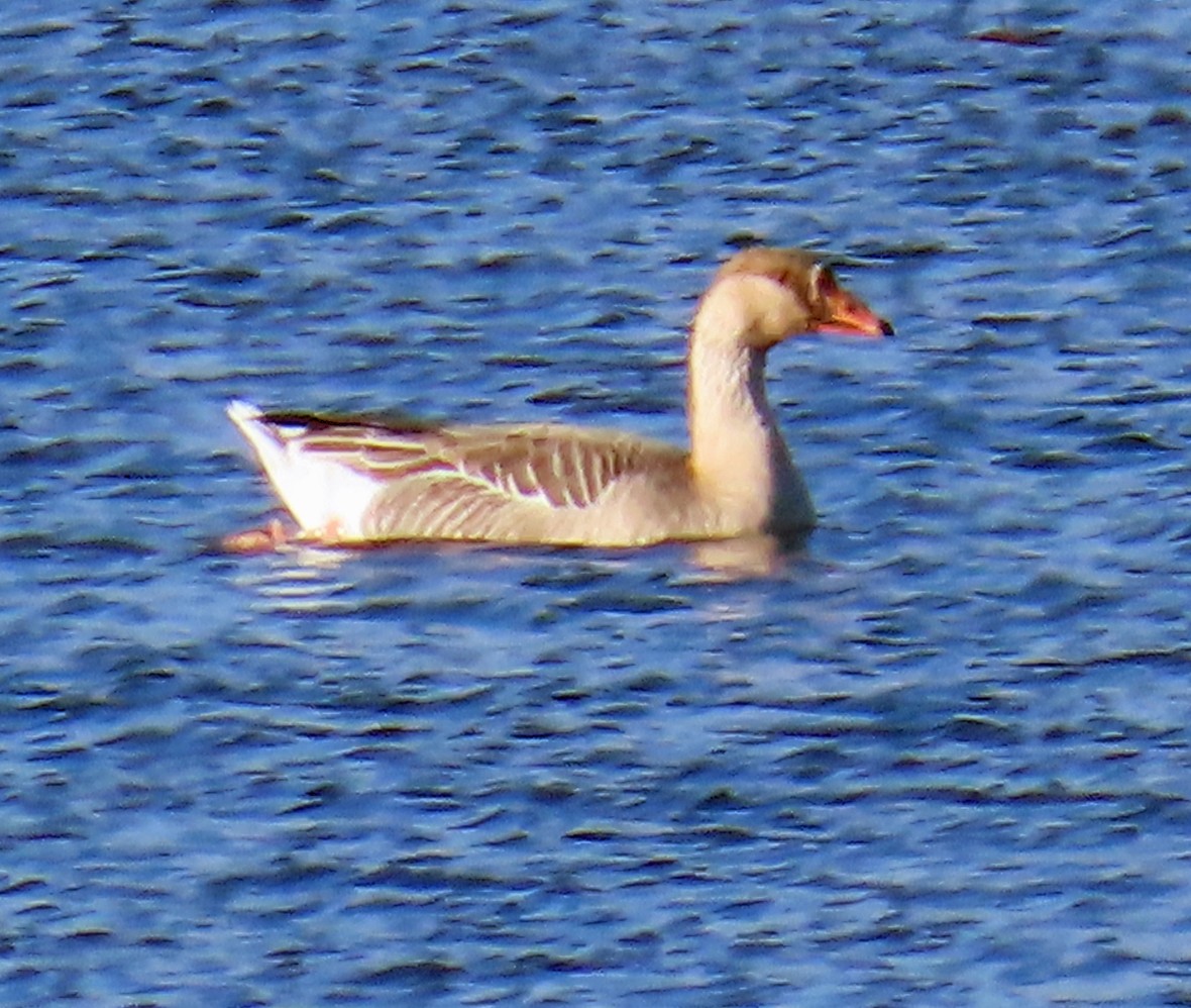 Graylag x Swan Goose (hybrid) - ML646397967