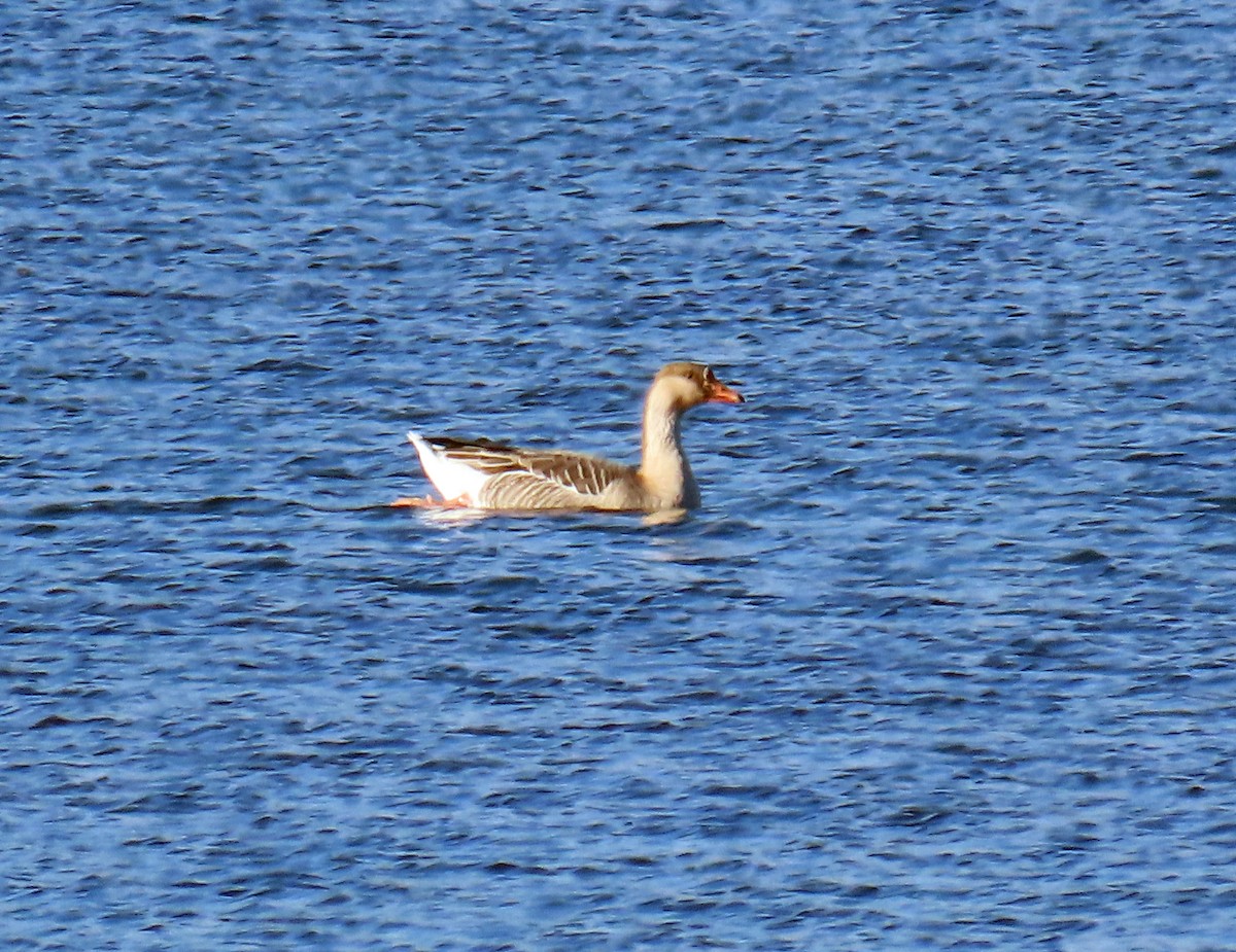 Graylag x Swan Goose (hybrid) - ML646397968