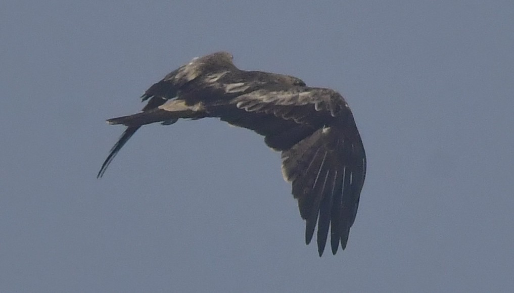 Booted Eagle - ML646397969