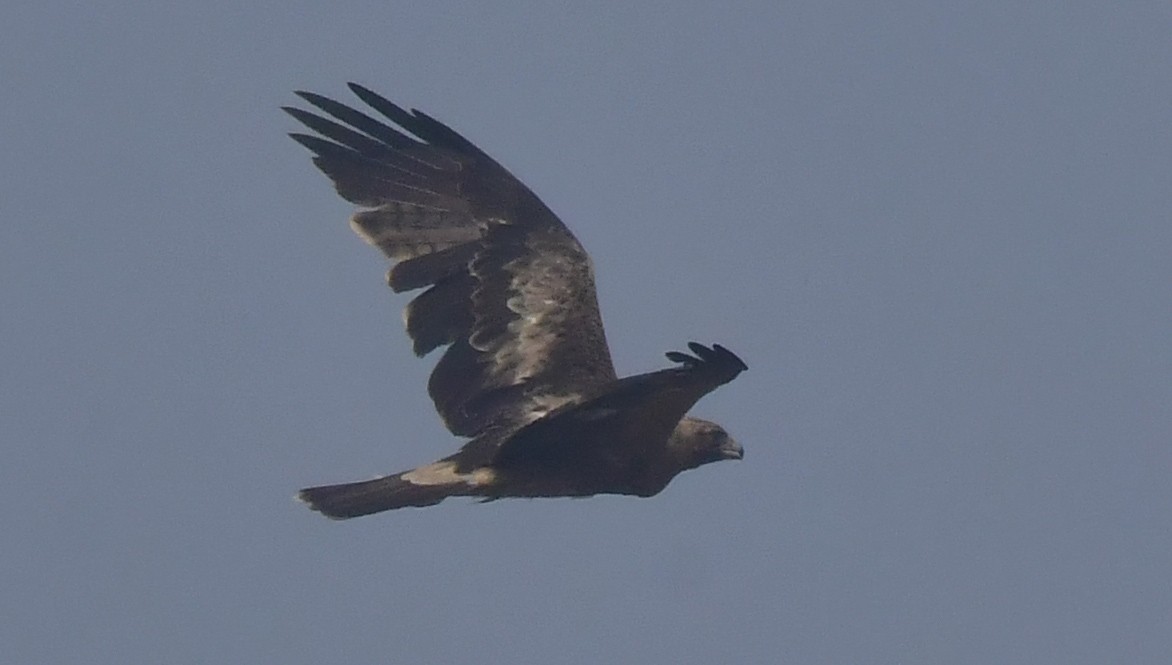 Booted Eagle - ML646397970