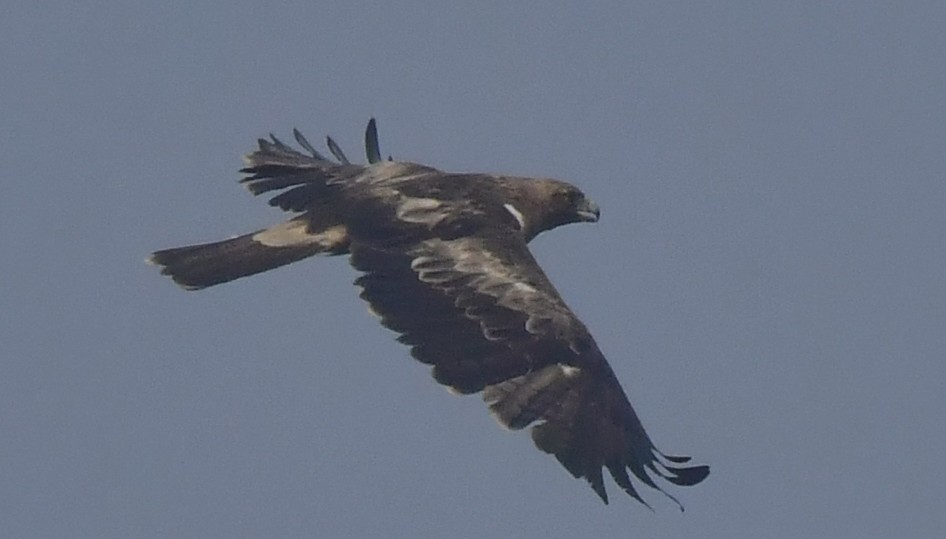Booted Eagle - ML646397971