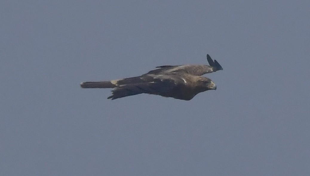Booted Eagle - ML646397972